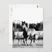 Cartes postales pour chevaux de course noir et bla (Devant / Derrière)