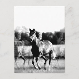 Cartes postales pour chevaux de course noir et bla