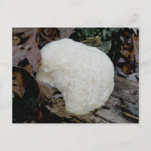 Cartes postales pour dents à poils (Hericium erina