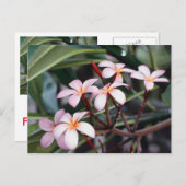 Cartes postales pour filles (Devant / Derrière)