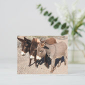 Cartes postales pour la faune, ânes, burros (Debout devant)
