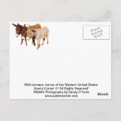 Cartes postales pour la faune, ânes, burros (Dos)