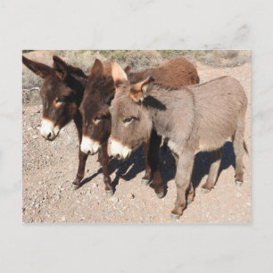 Cartes postales pour la faune, ânes, burros