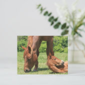 Cartes postales pour le pot et le Colt (Debout devant)