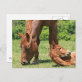 Cartes postales pour le pot et le Colt (Devant / Derrière)