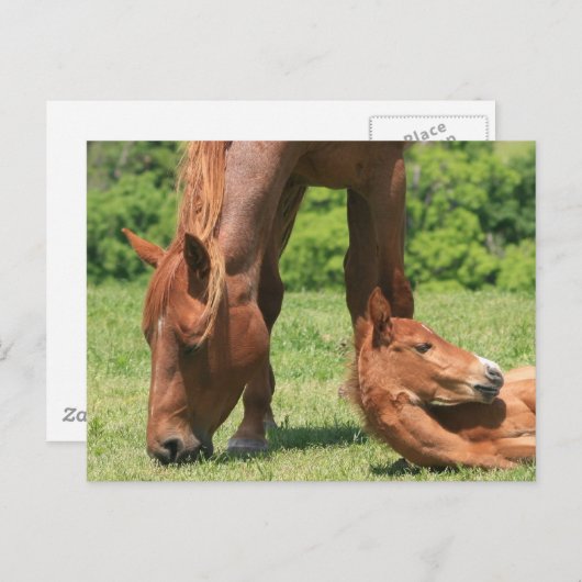 Cartes postales pour le pot et le Colt (Devant / Derrière)