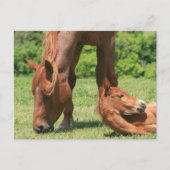 Cartes postales pour le pot et le Colt (Devant)