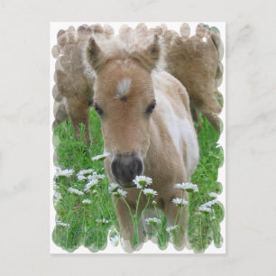 Cartes postales pour odeurs de pouls