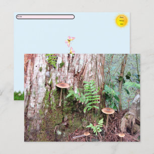 Cartes postales pour petits champignons