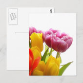 Cartes postales pourpres et jaunes (Devant / Derrière)