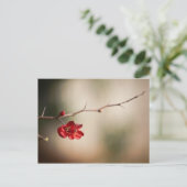 Cartes postales Quince en floraison (Debout devant)