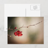 Cartes postales Quince en floraison (Devant / Derrière)