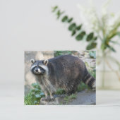 Cartes postales Raccoon (Debout devant)