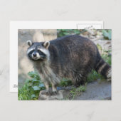 Cartes postales Raccoon (Devant / Derrière)