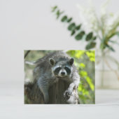 Cartes postales Raccoon (Debout devant)