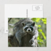 Cartes postales Raccoon (Devant / Derrière)