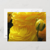 Cartes postales Ranunculus Jaune Lumineux (Devant / Derrière)