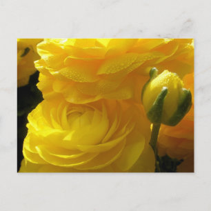 Cartes postales Ranunculus Jaune Lumineux