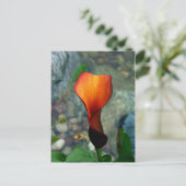Cartes postales Red Calla Lily (Debout devant)