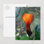 Cartes postales Red Calla Lily (Devant / Derrière)