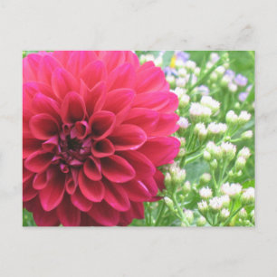 Cartes postales Red Dahlia