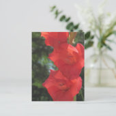 Cartes postales Red Gladiolas (Debout devant)