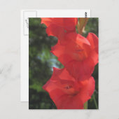 Cartes postales Red Gladiolas (Devant / Derrière)