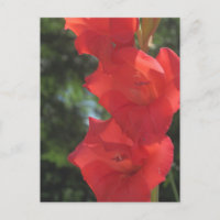 Cartes postales Red Gladiolas