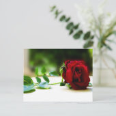 Cartes postales Red Rose (Debout devant)