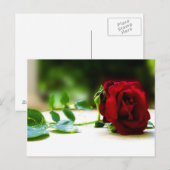 Cartes postales Red Rose (Devant / Derrière)