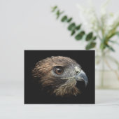 Cartes postales Red-tail Hawk pastel (Debout devant)