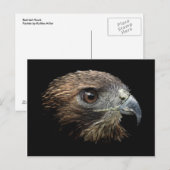 Cartes postales Red-tail Hawk pastel (Devant / Derrière)
