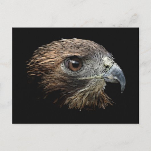 Cartes postales Red-tail Hawk pastel (Devant)