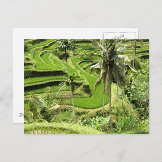 Cartes Postales Rice Fields, Bali (Devant / Derrière)