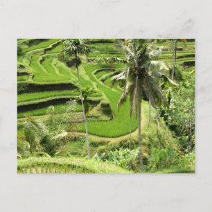 Cartes Postales Rice Fields, Bali