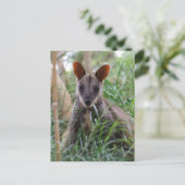 Cartes postales Rock Wallaby (Debout devant)