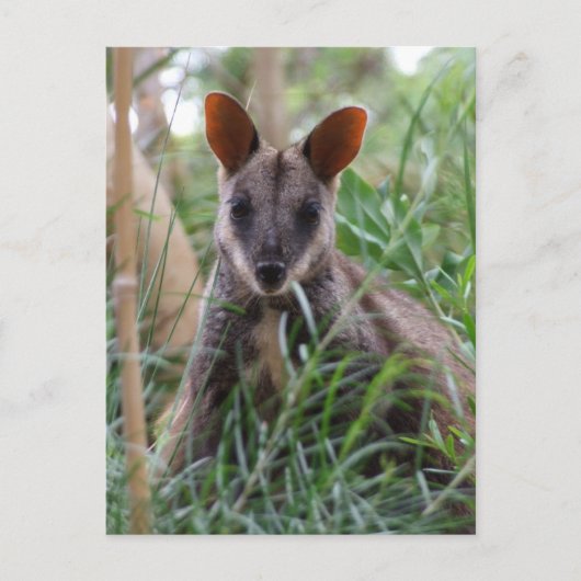 Cartes postales Rock Wallaby (Devant)