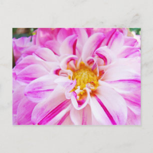 Cartes postales rose blanc Dahlia Fleur Jardin Flo