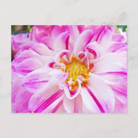 Cartes postales rose blanc Dahlia Fleur Jardin Flo (Devant)