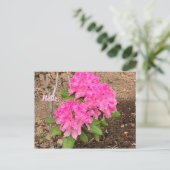 Cartes postales Roses Fleurs Rhododendron (Debout devant)