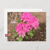 Cartes postales Roses Fleurs Rhododendron (Devant / Derrière)