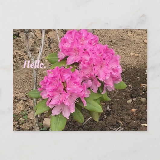 Cartes postales Roses Fleurs Rhododendron (Devant)