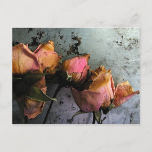 Cartes postales Roses mortes