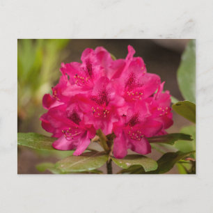 Cartes postales Roses Rhododendron Fleurs Florales