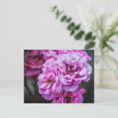 Cartes postales Roses roses tendres (Debout devant)