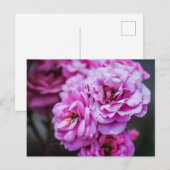 Cartes postales Roses roses tendres (Devant / Derrière)