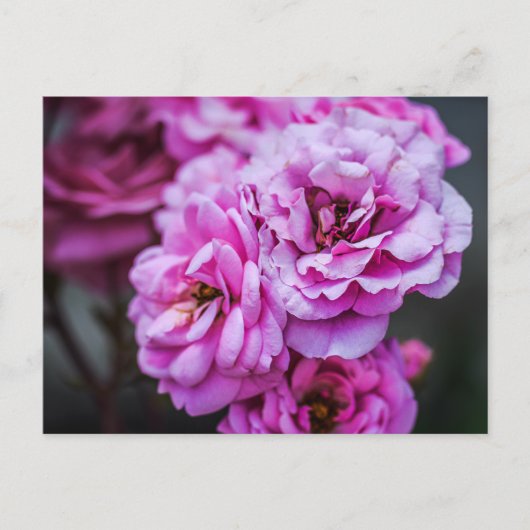 Cartes postales Roses roses tendres (Devant)