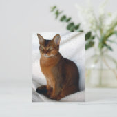Cartes postales Ruddy Abyssinian (Debout devant)