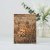 Cartes postales safari lion mâle animal sauvage (Debout devant)