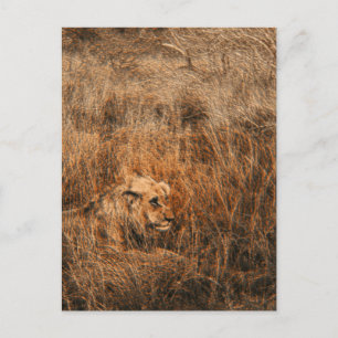 Cartes postales safari lion mâle animal sauvage